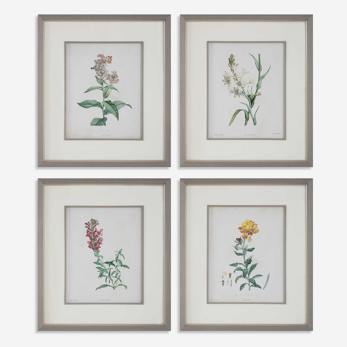Heirloom Bloomed Study Framed Prints