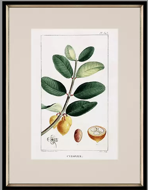 Tropical Botanical II