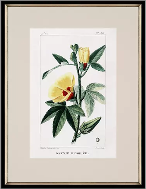 Tropical Botanical II