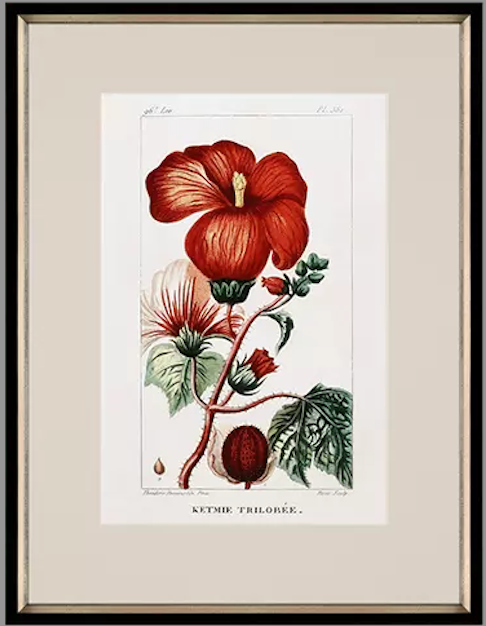 Tropical Botanical II