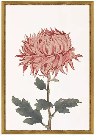 Chrysanthemum