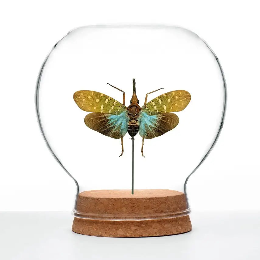 Teal Lanternfly Globe