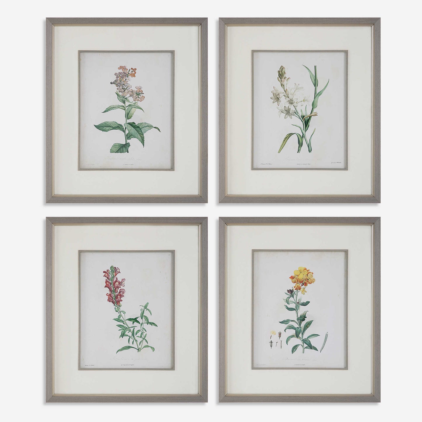 Heirloom Bloomed Study Framed Prints