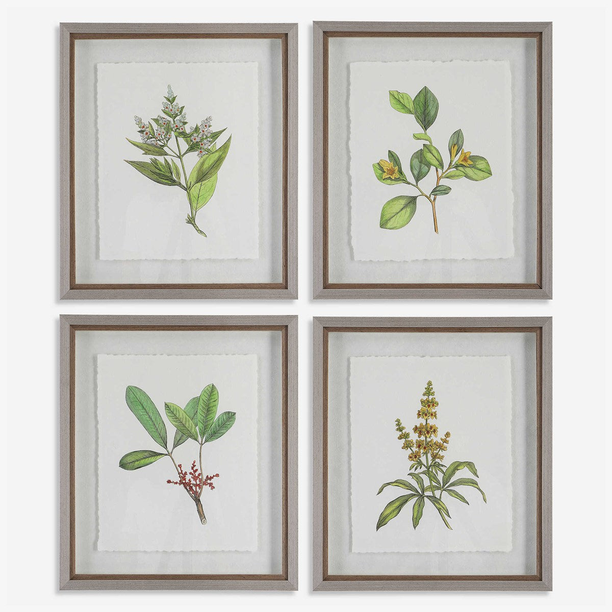 Wildflower Study Framed Prints