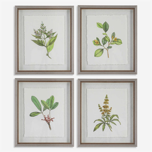 Wildflower Study Framed Prints