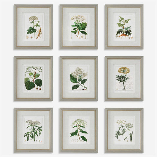 Antique Botanicals Framed Prints