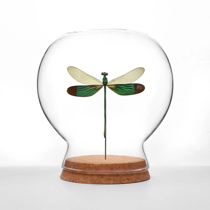 Damselfly Globe