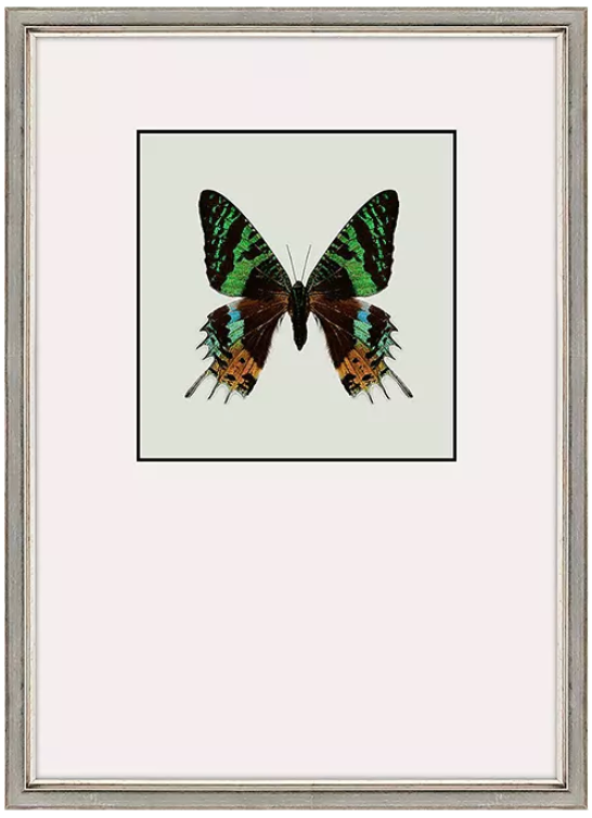 Great Butterfly 1