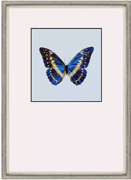 Great Butterfly II