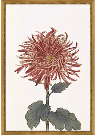 Chrysanthemum