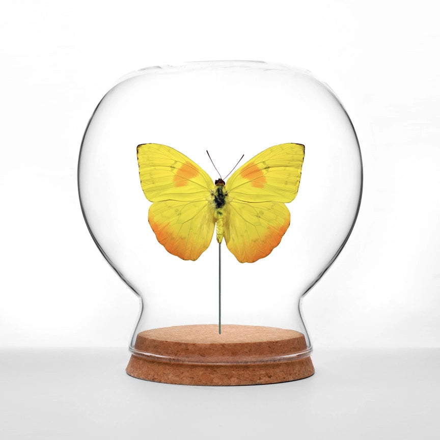 Yellow Sulfur Butterfly Globe