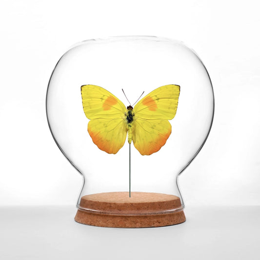 Yellow Sulfur Butterfly Globe